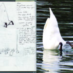 swan bottom sketch esteban peña art